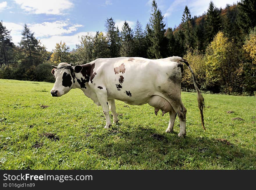 Wider view of cow from side, standing on meadow. Wider view of cow from side, standing on meadow