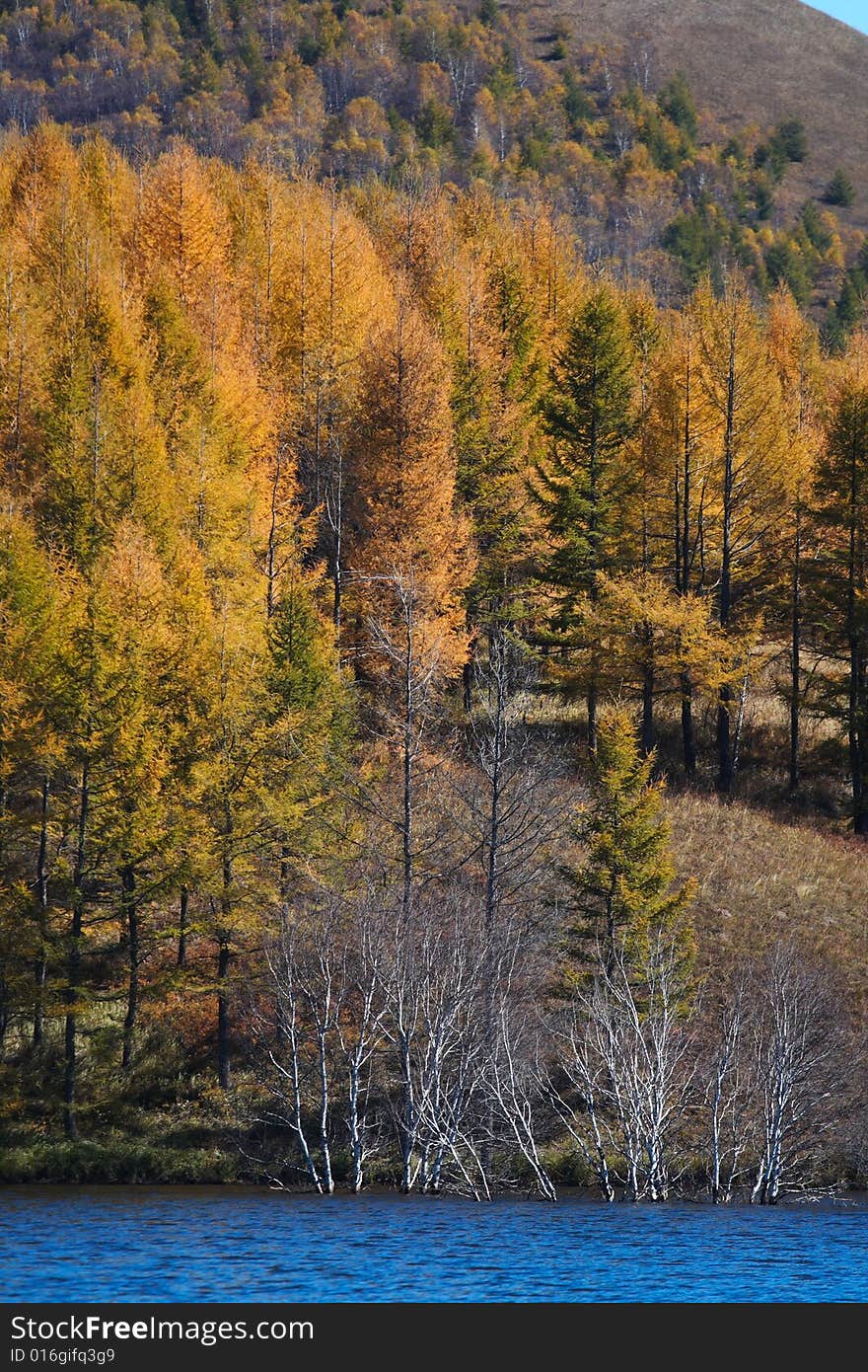 Lake and trees