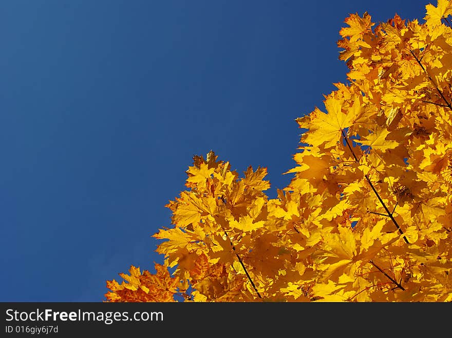 Autumn leaves against blue sky