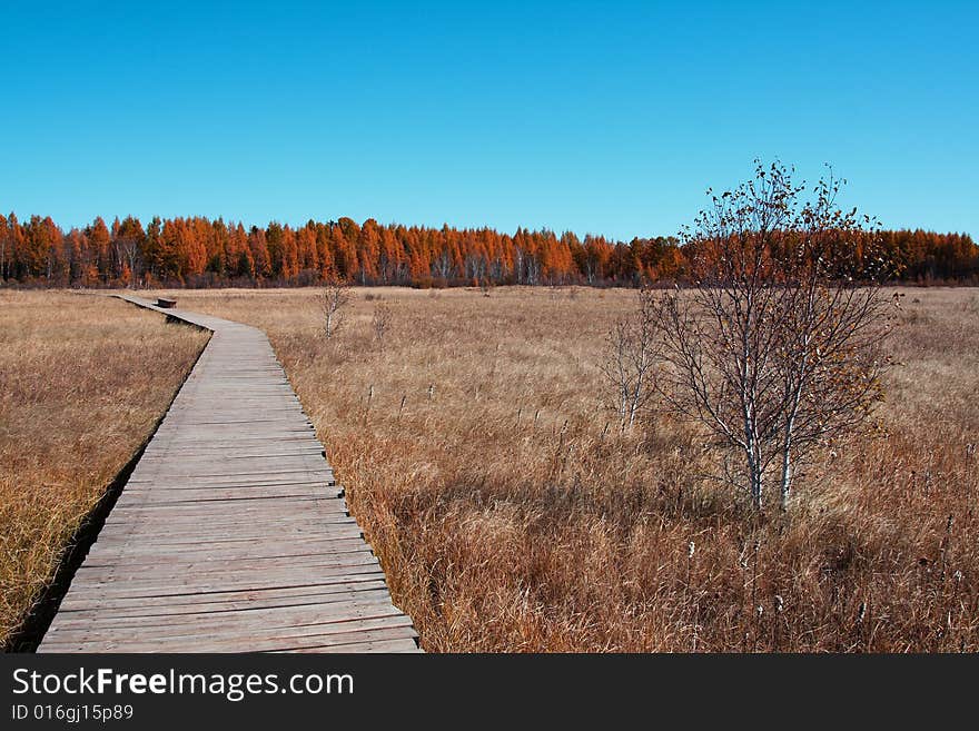 Path and Tree