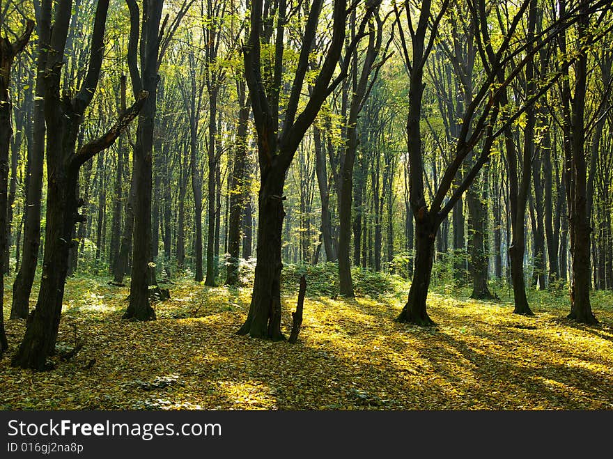 Autumn Forest