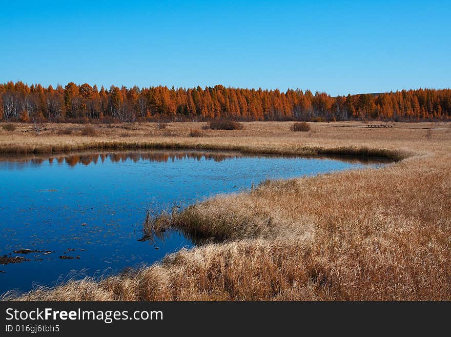 Bashang grassland in Inter-Mongolia  of China, a famous and beautiful and colourful place to visit. Bashang grassland in Inter-Mongolia  of China, a famous and beautiful and colourful place to visit