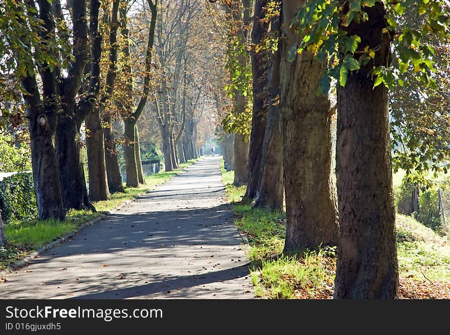 Chestnut alley sunny day autumn