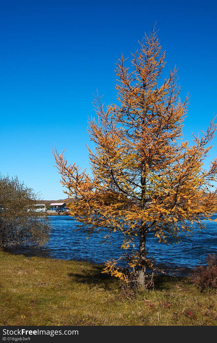 lake and tree