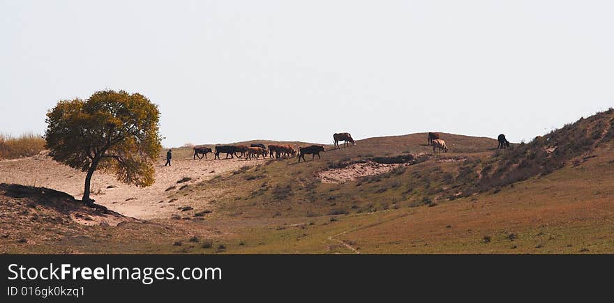 Bashang grassland in Inter-Mongolia  of China, a famous and beautiful and colourful place to visit