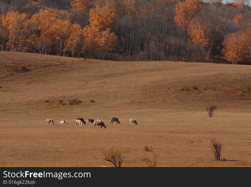 Bashang grassland in Inter-Mongolia  of China, a famous and beautiful and colourful place to visit