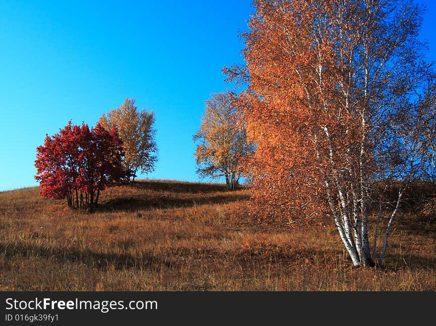 Bashang grassland in Inter-Mongolia  of China, a famous and beautiful and colourful place to visit