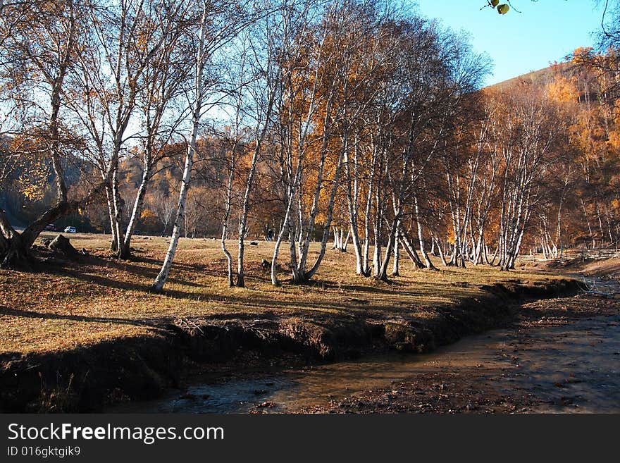 Bashang grassland in Inter-Mongolia  of China