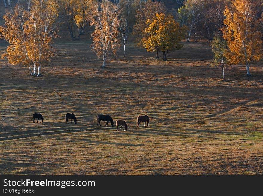 Bashang grassland in Inter-Mongolia  of China, a famous and beautiful and colourful place to visit