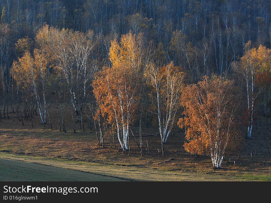 Bashang grassland in Inter-Mongolia  of China