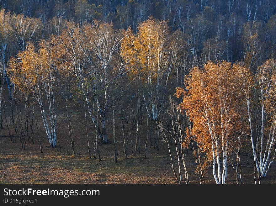 Bashang grassland in Inter-Mongolia  of China, a famous and beautiful and colourful place to visit