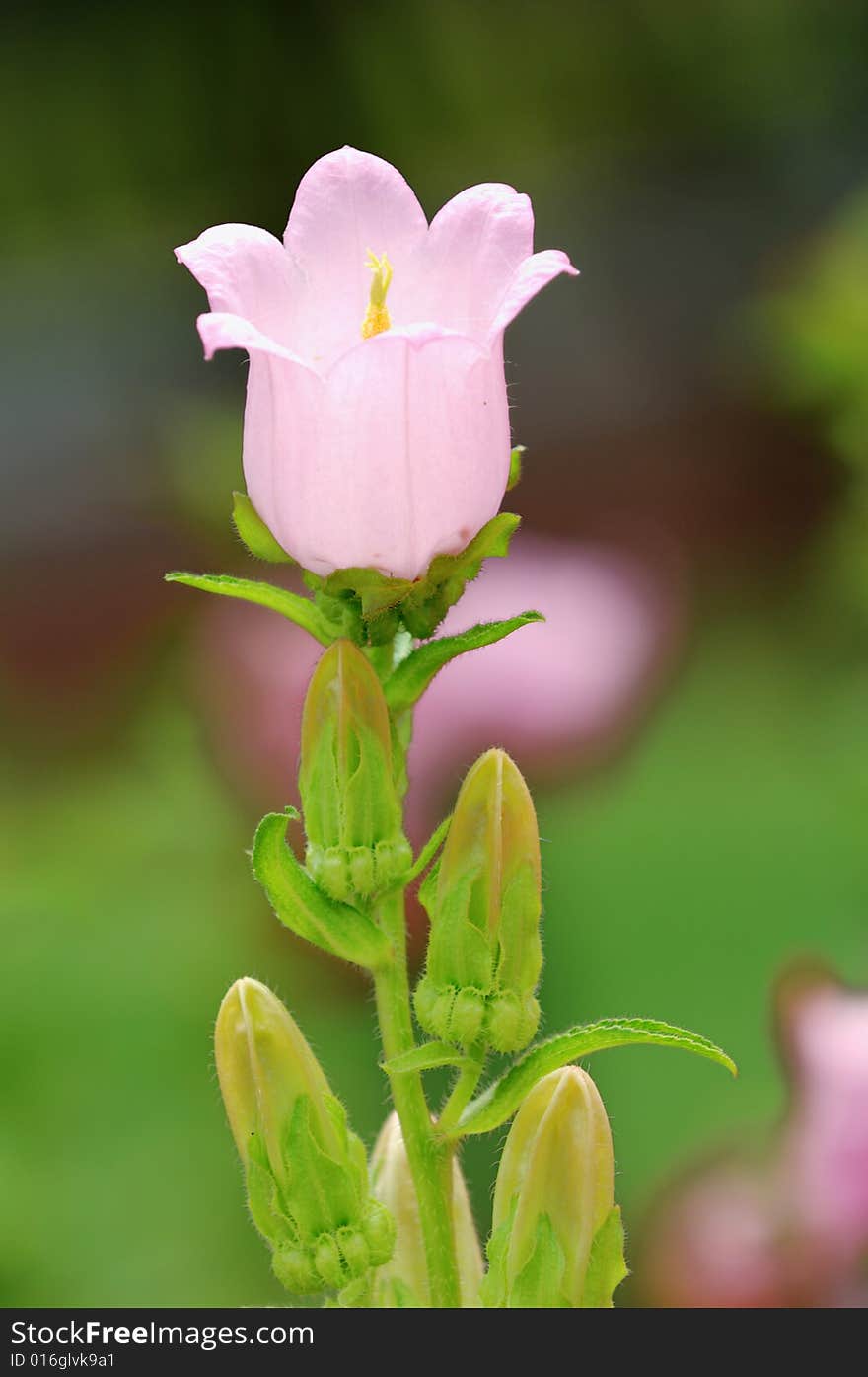 A pink bell flowers on green