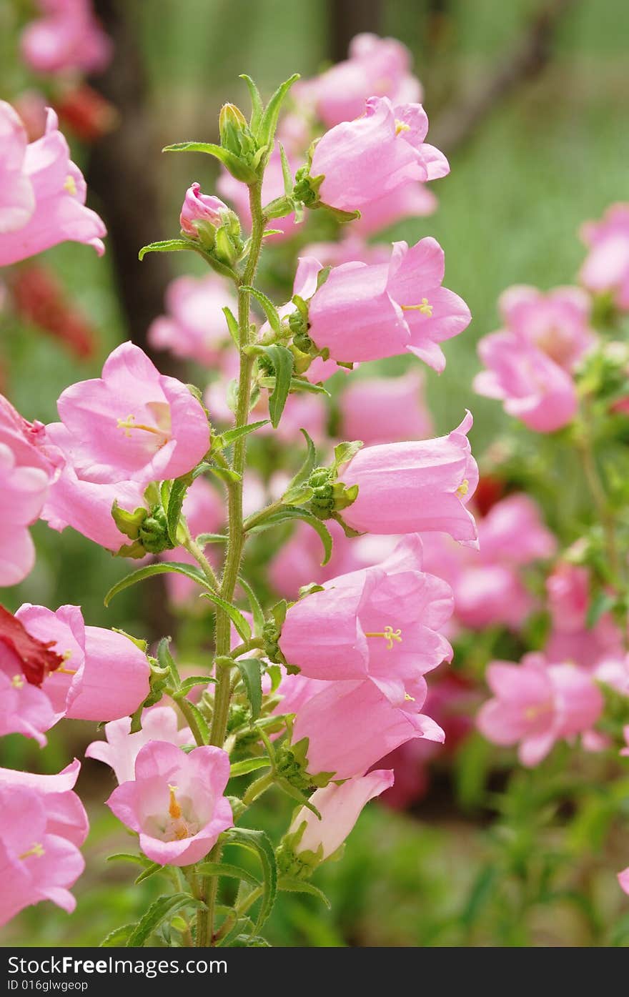 Pink flowers