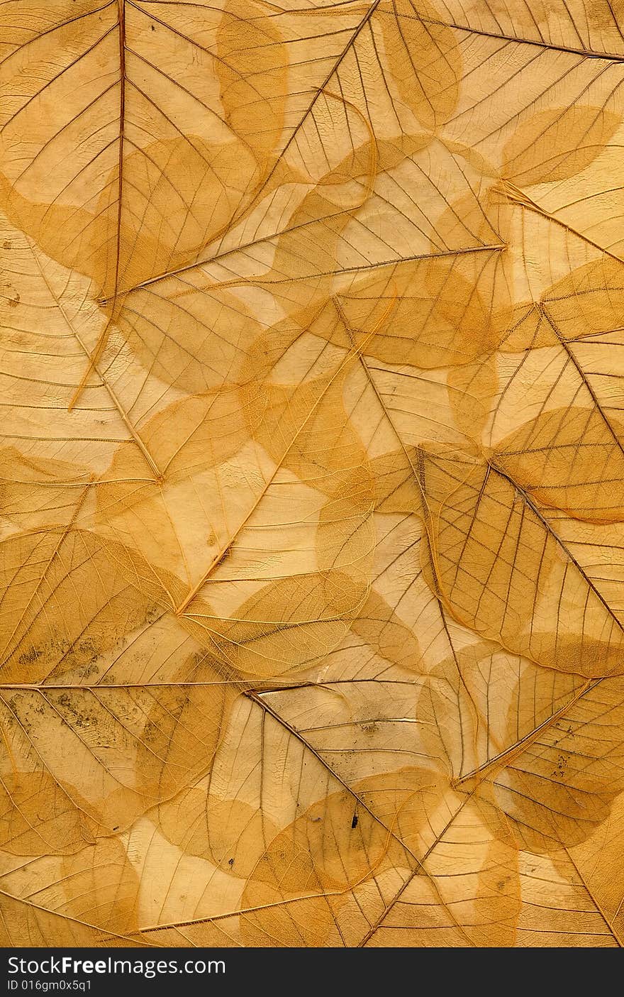 Background image of yellow fallen autumn leaves. Scan.