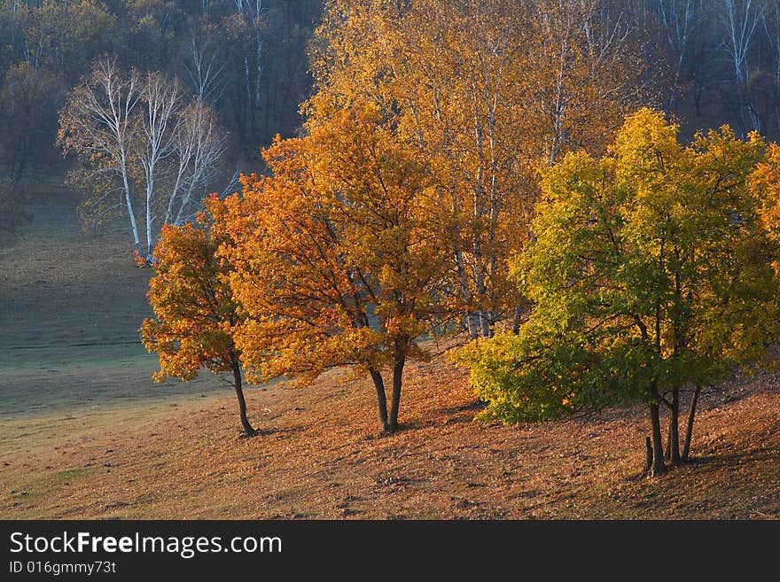 Bashang grassland in Inter-Mongolia  of China, a famous and beautiful and colourful place to visit