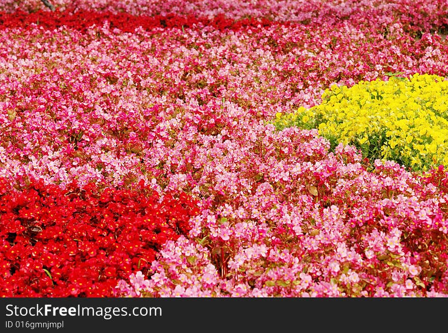 Background of begonia flowers field