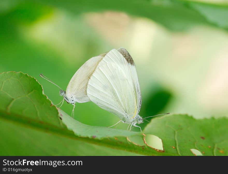 White butterfly