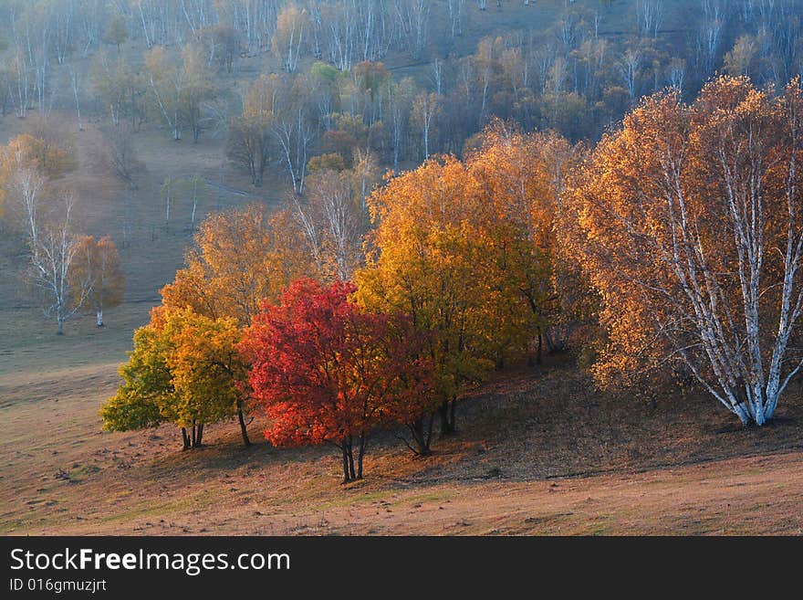 Bashang grassland in Inter-Mongolia  of China, a famous and beautiful and colourful place to visit