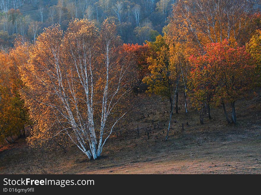 Bashang grassland in Inter-Mongolia  of China, a famous and beautiful and colourful place to visit