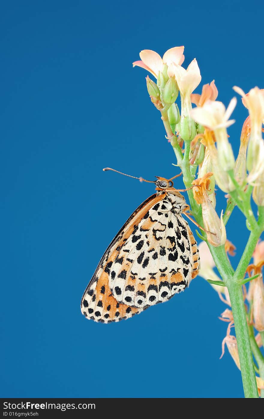 A butterfly stay on flower in blue background. A butterfly stay on flower in blue background.