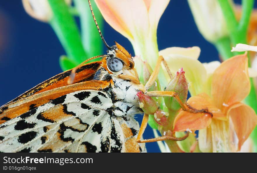 Closeup butterfly head