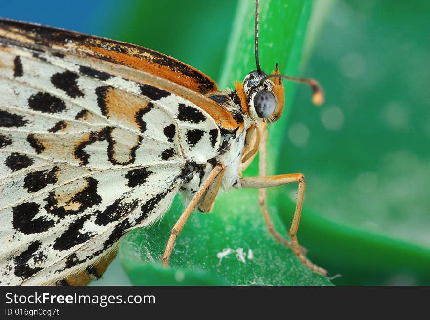 Closeup butterfly stay on leaf.