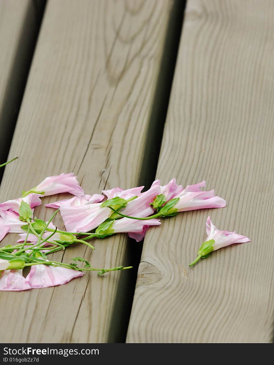 Some pink morning glory on wood block