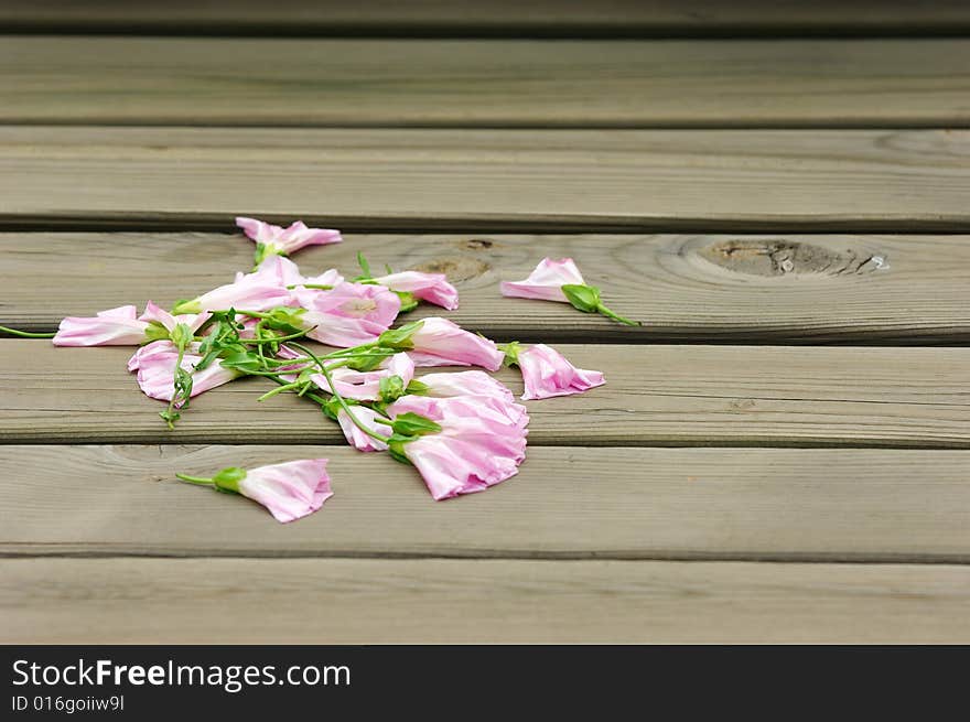 Some pink morning glory on wood block