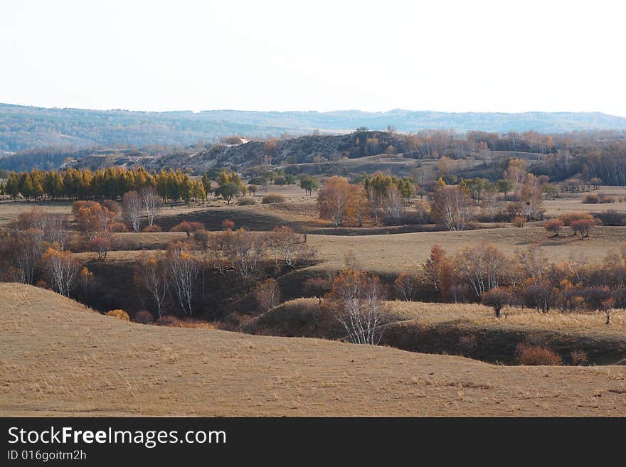 Bashang grassland in Inter-Mongolia  of China, a famous and beautiful and colourful place to visit