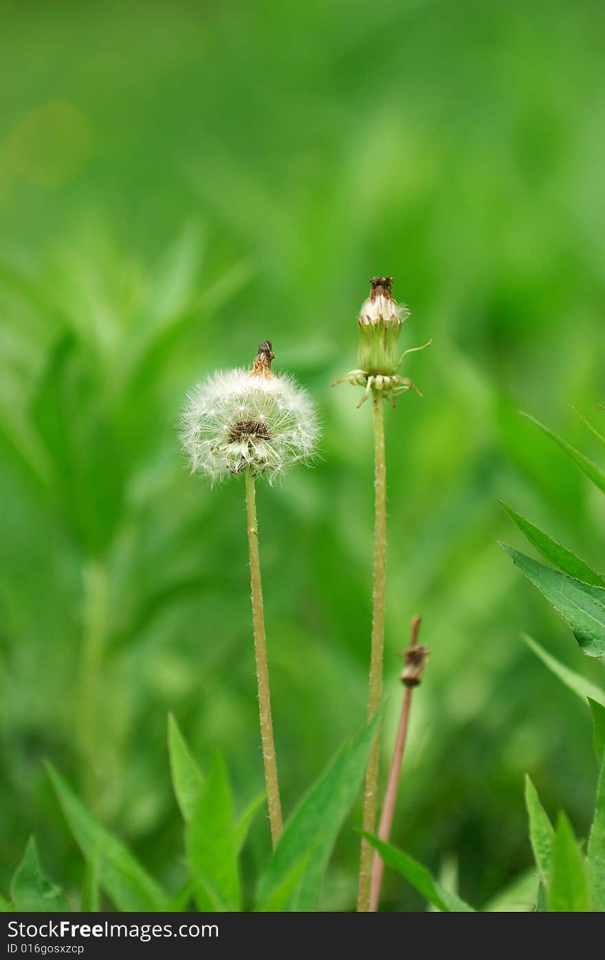 Dandelion