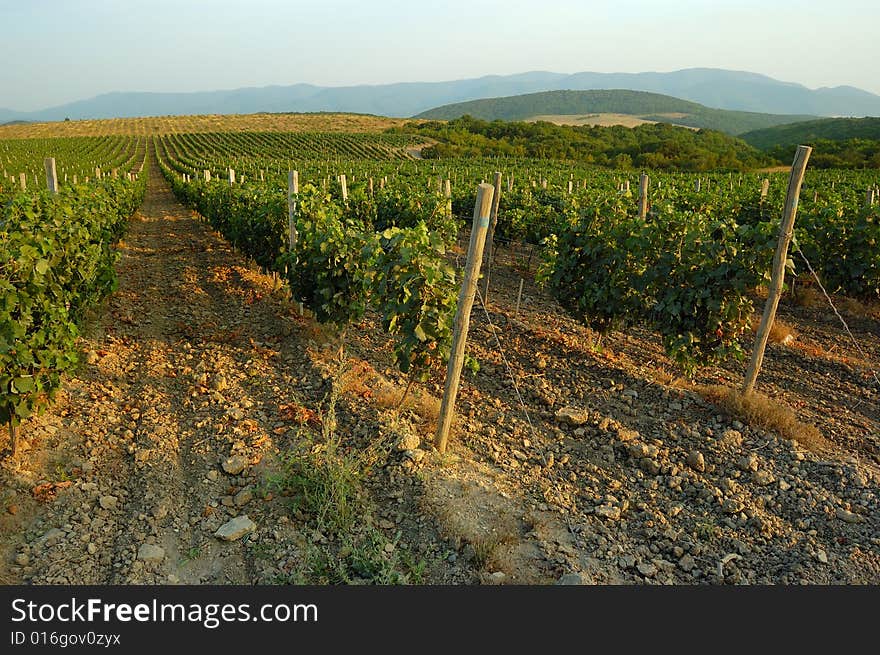 Vineyard in the rays of the setting sun