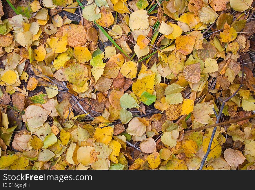 Bright yellow autumn leaves background