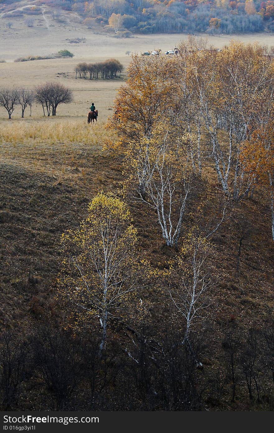 Bashang grassland in Inter-Mongolia  of China