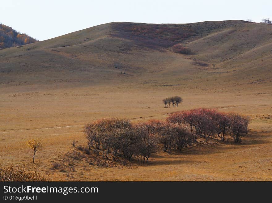 Bashang grassland in Inter-Mongolia  of China