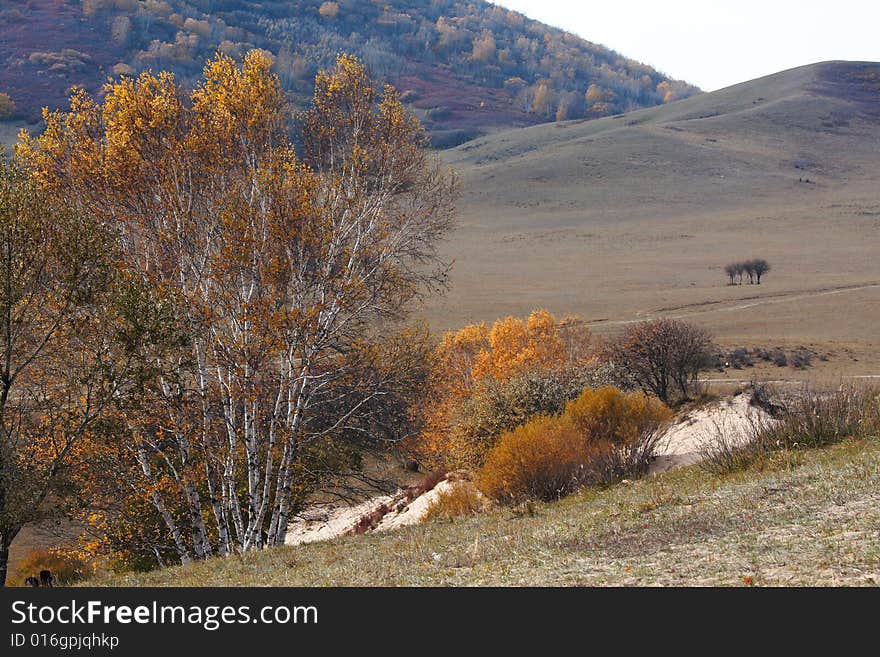 Bashang grassland in Inter-Mongolia  of China, a famous and beautiful and colourful place to visit