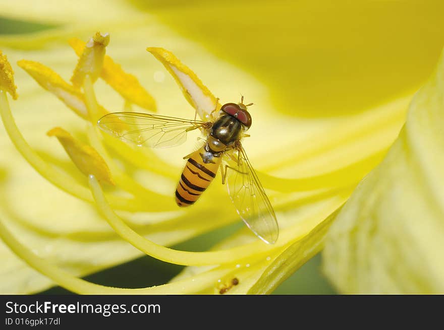 A color fly on yellow flower stamen