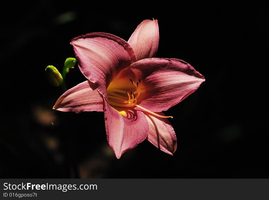 Orange Day-Lily in the summer time