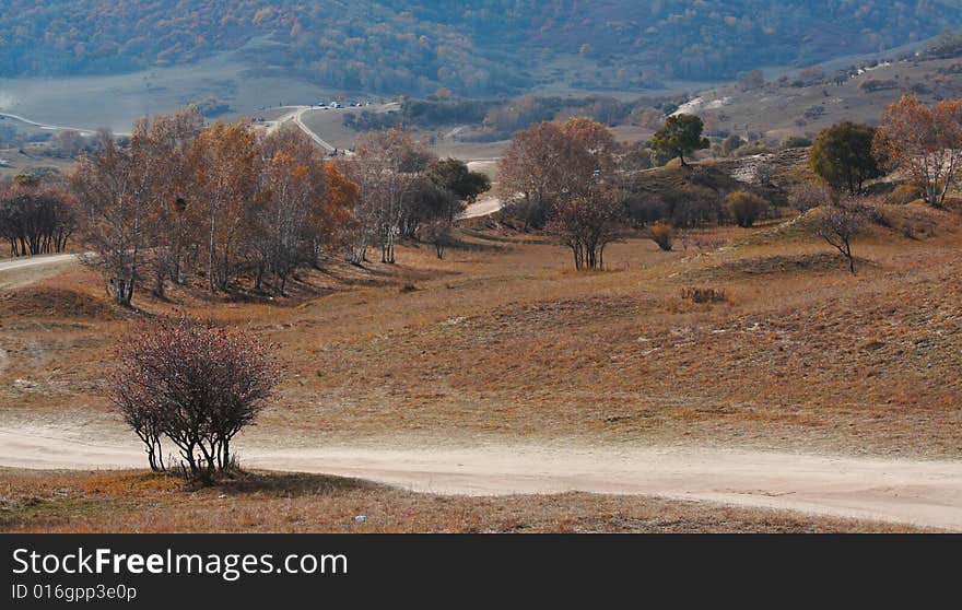 Bashang Grassland In Inter-Mongolia  Of China