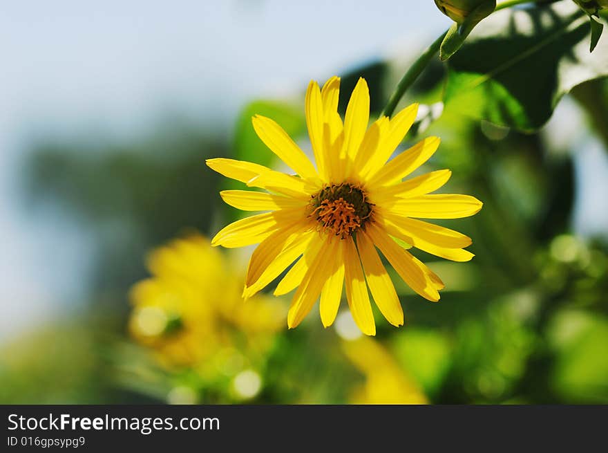 Yellow chrysanthemum in the summer time