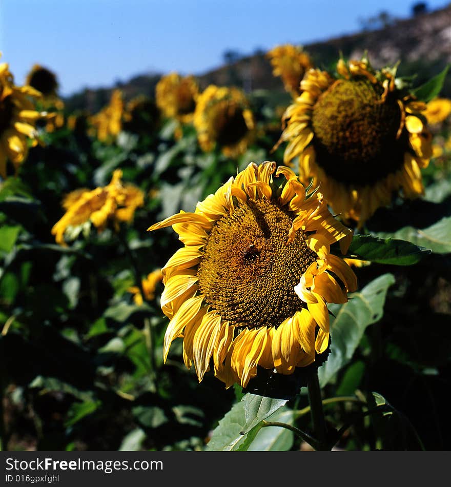 A very beautiful sunflower in the roadside.