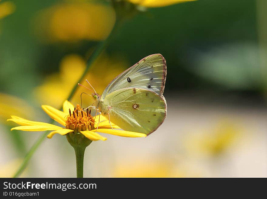 A yellow butterfly drinking from a mum flower