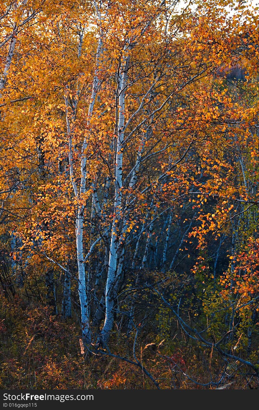 Birch trees in autumn