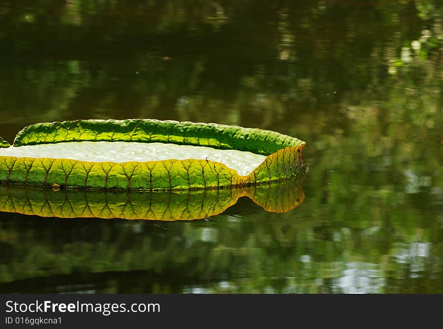 The big lotus leaf on pond