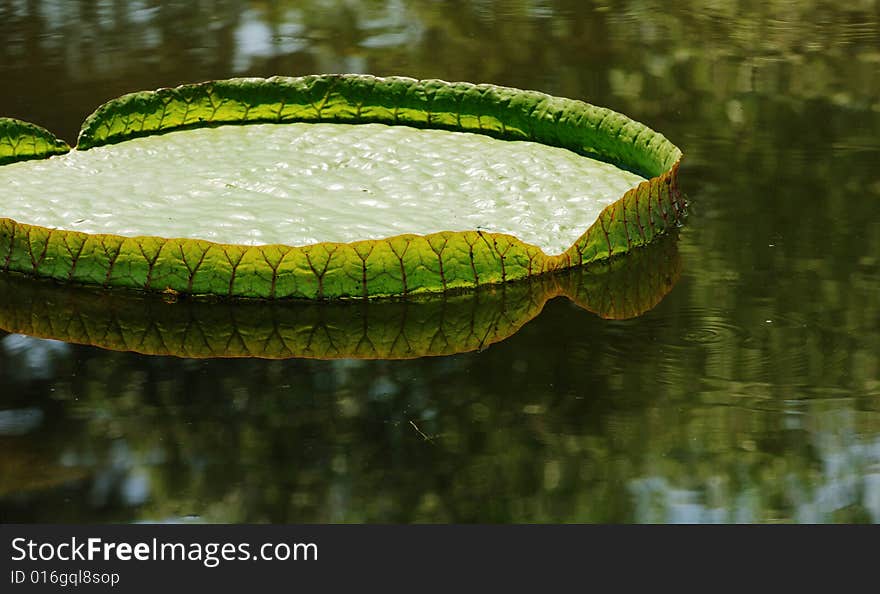 The big lotus leaf on water