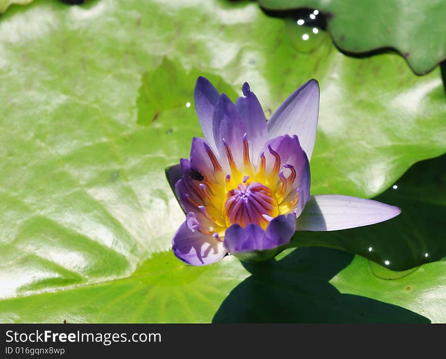 A blooming blue lotus and leaves on the water