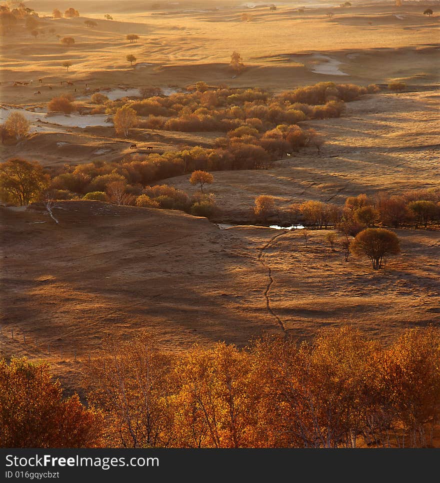 Autumn Field