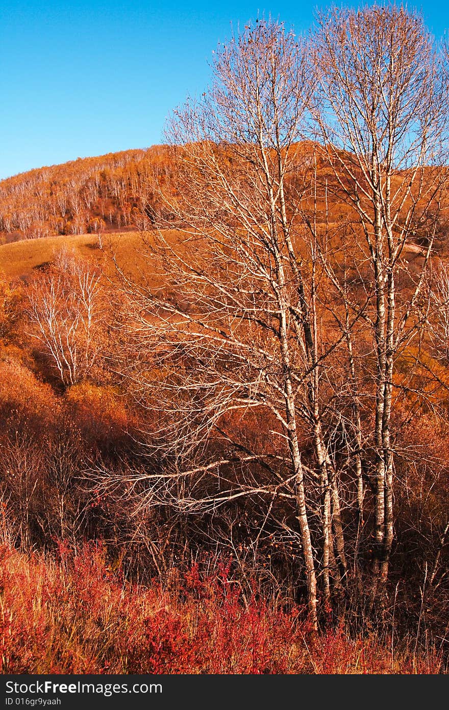 Bashang grassland in Inter-Mongolia of China, a famous and beautiful and colourful place to visit. Bashang grassland in Inter-Mongolia of China, a famous and beautiful and colourful place to visit