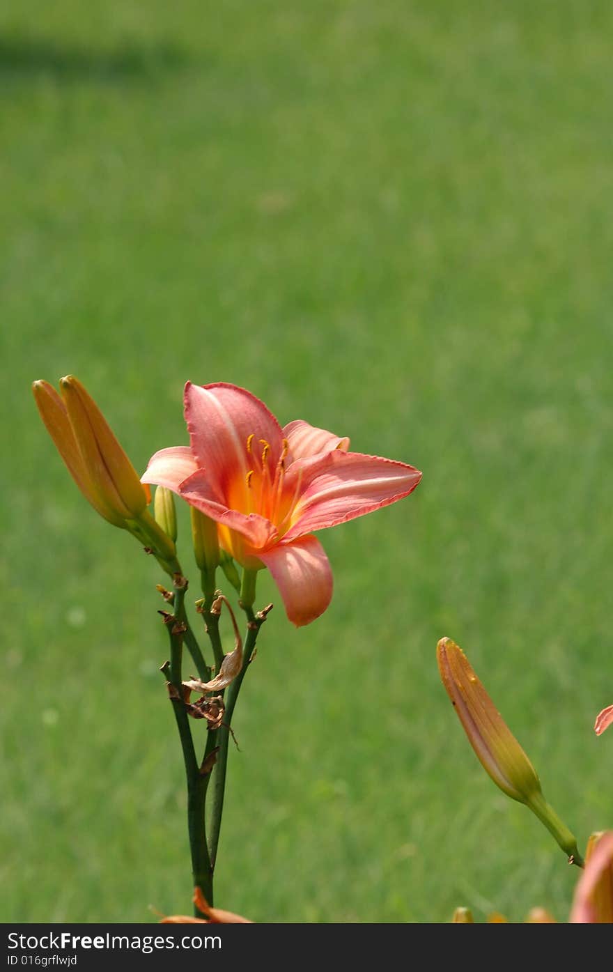 A day-lily and bud in green background