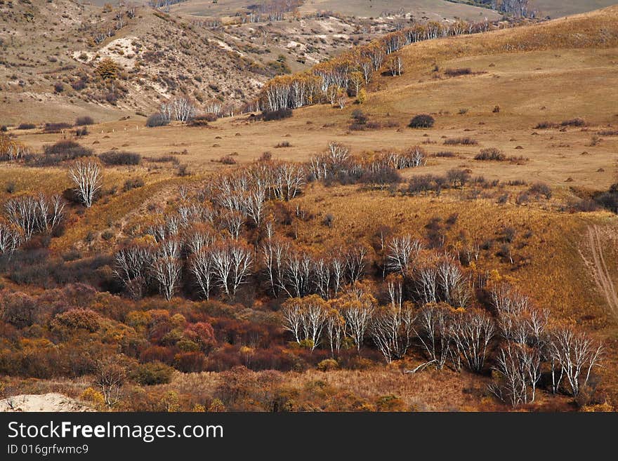 Bashang grassland in Inter-Mongolia  of China, a famous and beautiful and colourful place to visit