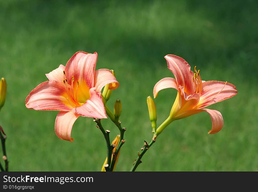 Two Day-Lily in the green background